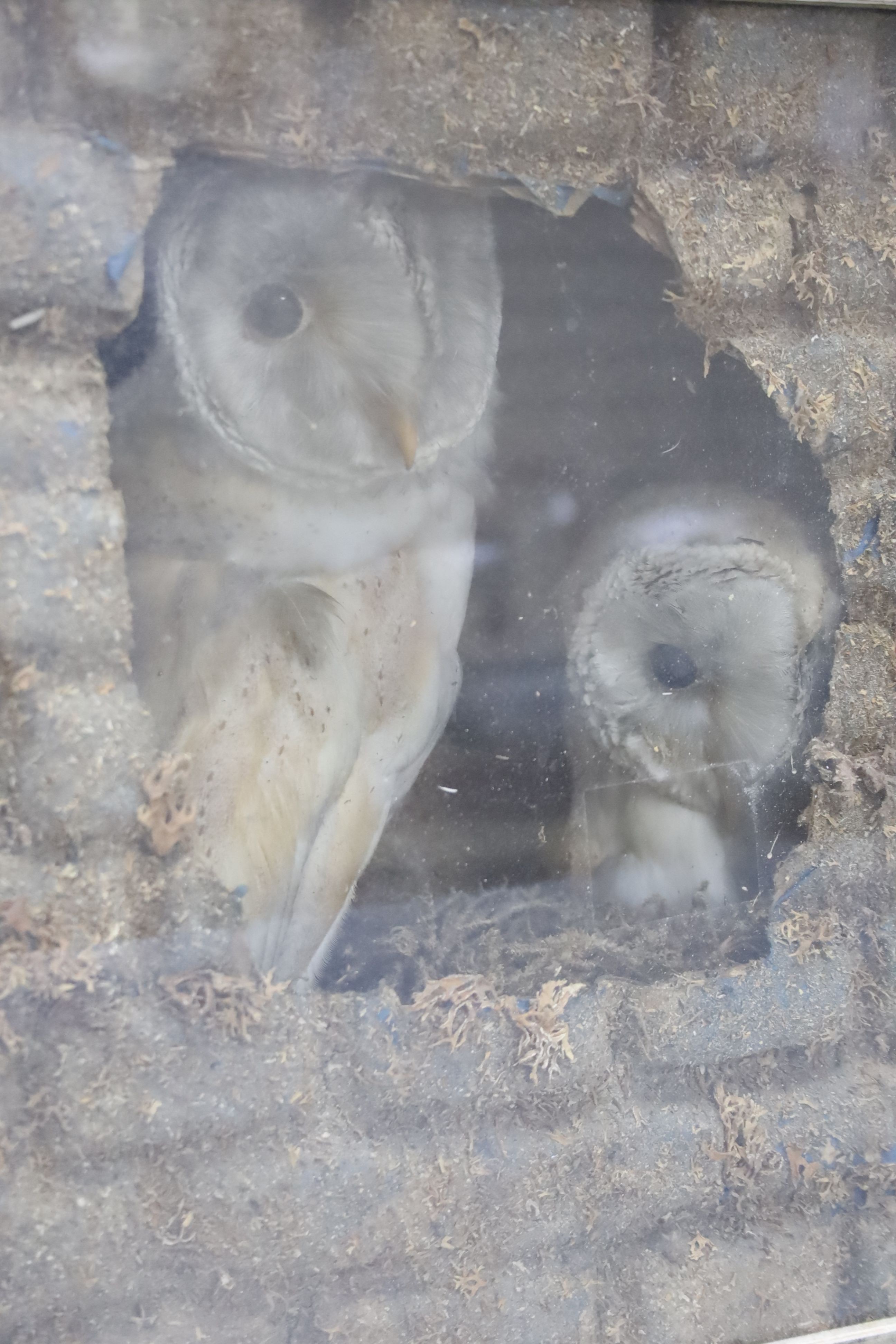 Two taxidermic barn owls within glazed case, 34cm wide